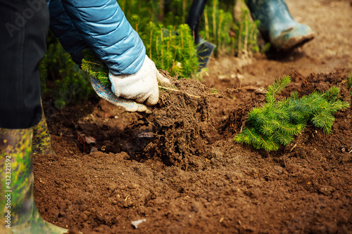 a man plants a young tree in the ground. caring for nature. cultivation of land on a farm. a worker wearing gloves and boots works in a garden with plants