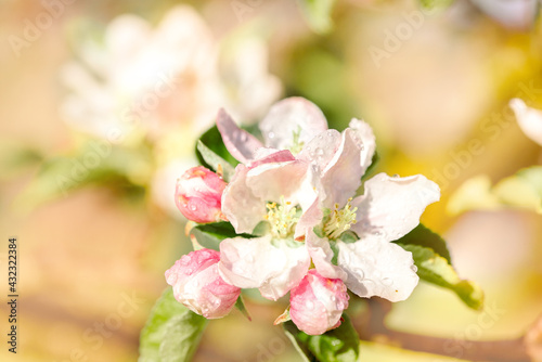 Springtime apple blossom against a bright blue sky.