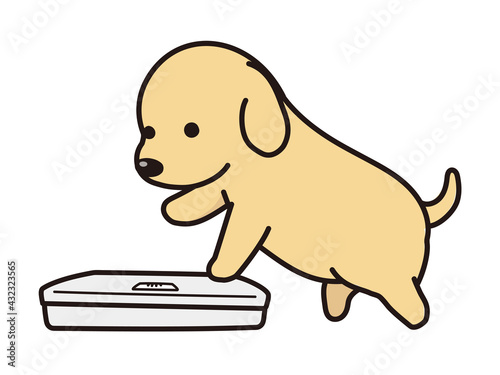 体重を測ろうとしている犬　レトリーバーの子犬