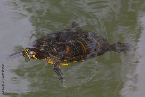 Turtle swimming in a park lake