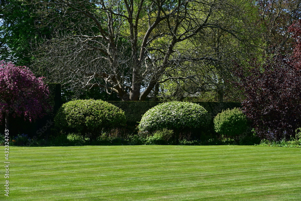 Fototapeta premium lawn and trees in garden