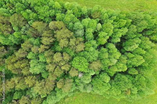 forest top view, landscape panorama view of summer forest with quadrocopter aerial view © kichigin19