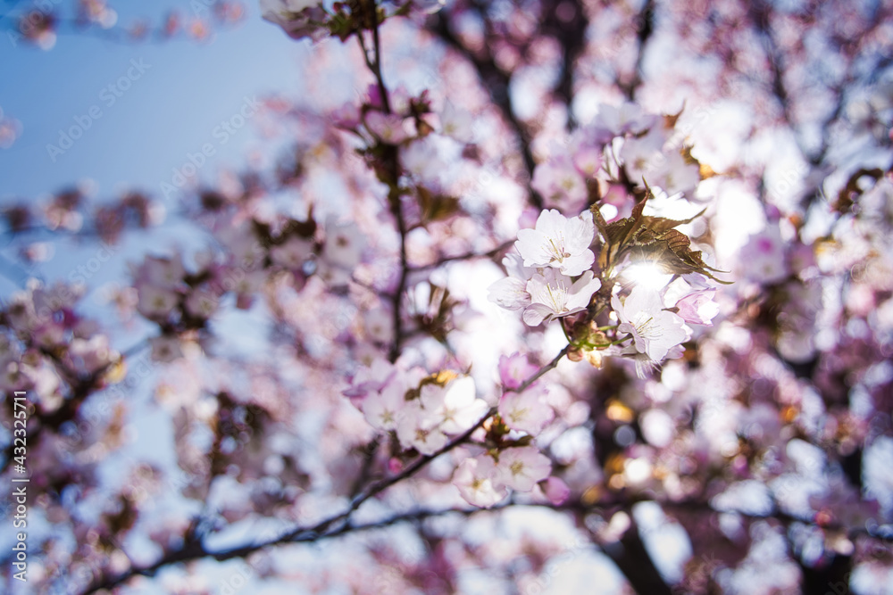 綺麗な桜