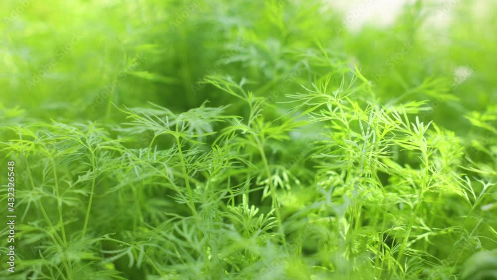 Fresh young dill (Anethum graveolens) growing on the bed. Annual herb, family Apiaceae. Growing fresh herbs. Green young plants in the garden, ecological agriculture for producing healthy food concept Fresh young dill (Anethum graveolens) growing on the bed. Annual herb, family Apiaceae. Growing fresh herbs. Green young plants in the garden, ecological agriculture for producing healthy food concept