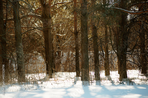 Coniferous winter forest and dry grass in snowdrifts.