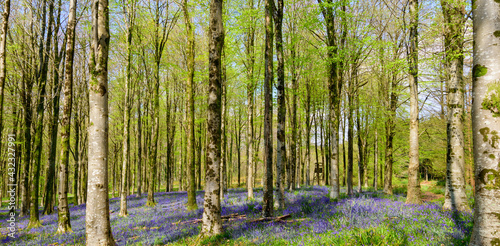 Sun beams through a clump of beech trees in Dorset illuminating a carpet of bluebells