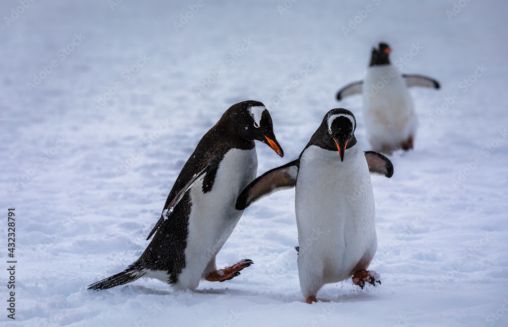 Obraz premium The Dance of the Gentoo Penguins