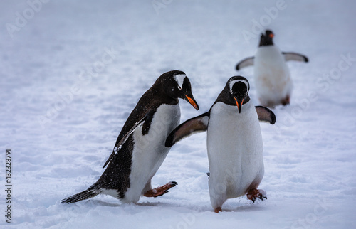 The Dance of the Gentoo Penguins photo