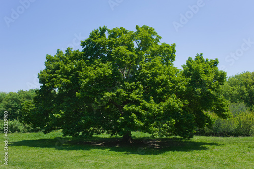 Park tree