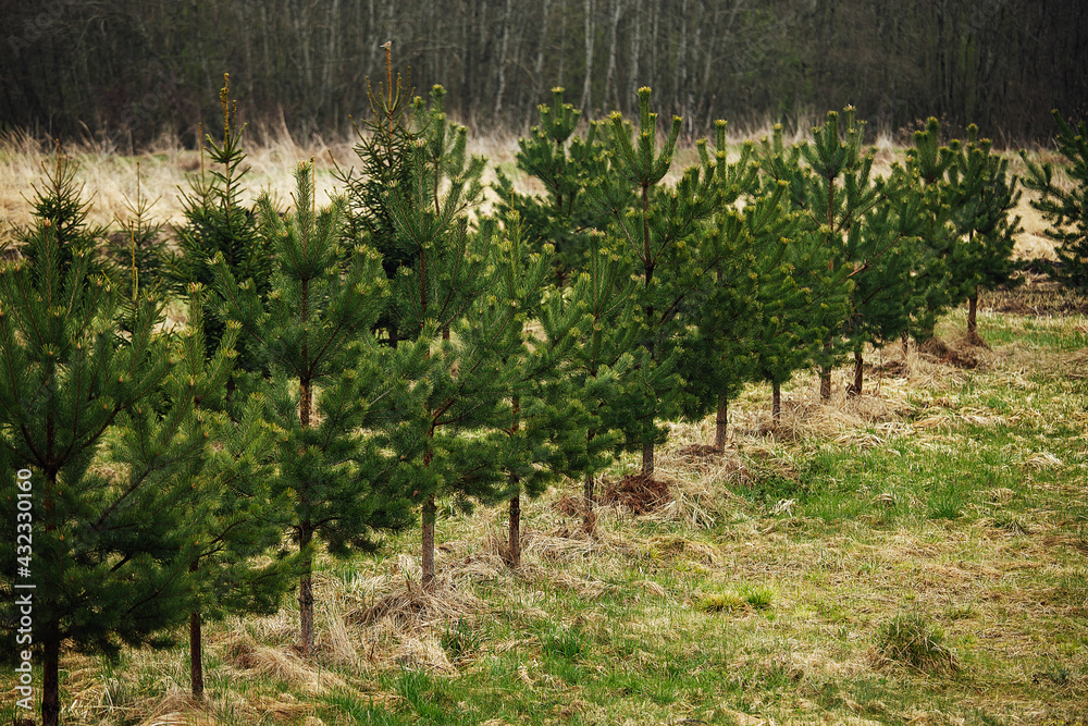 spruce nursery. planting fir trees and pines in straight rows to restore the forest. people take care of nature and plant trees. young evergreen trees grow in a private garden