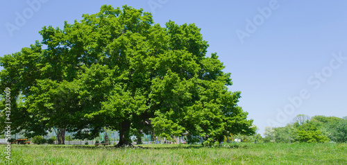 banner image of tree