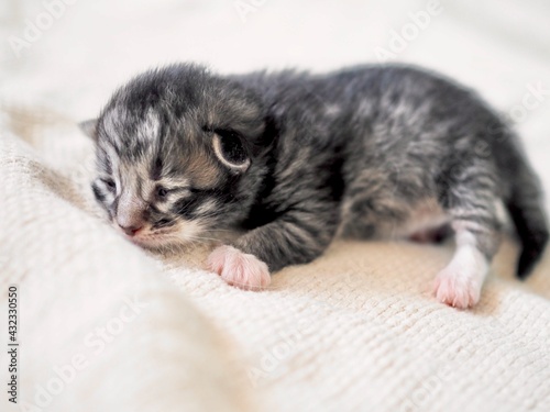 Cute Newborn grey kitten cat sleeping on white blanket. Kid animals and adorable cats concept. Image for veterinary clinics. Care of pets. Banner. Close-Up