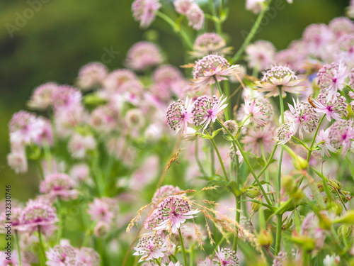 Beautiful group of blooming Greater masterwort, Astrantia maxima, growing in a garden at dusk in Helsinki, Finland, closeup with selective focus photo