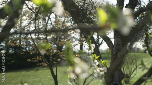 Cherry blossom tree in the morning garden.
