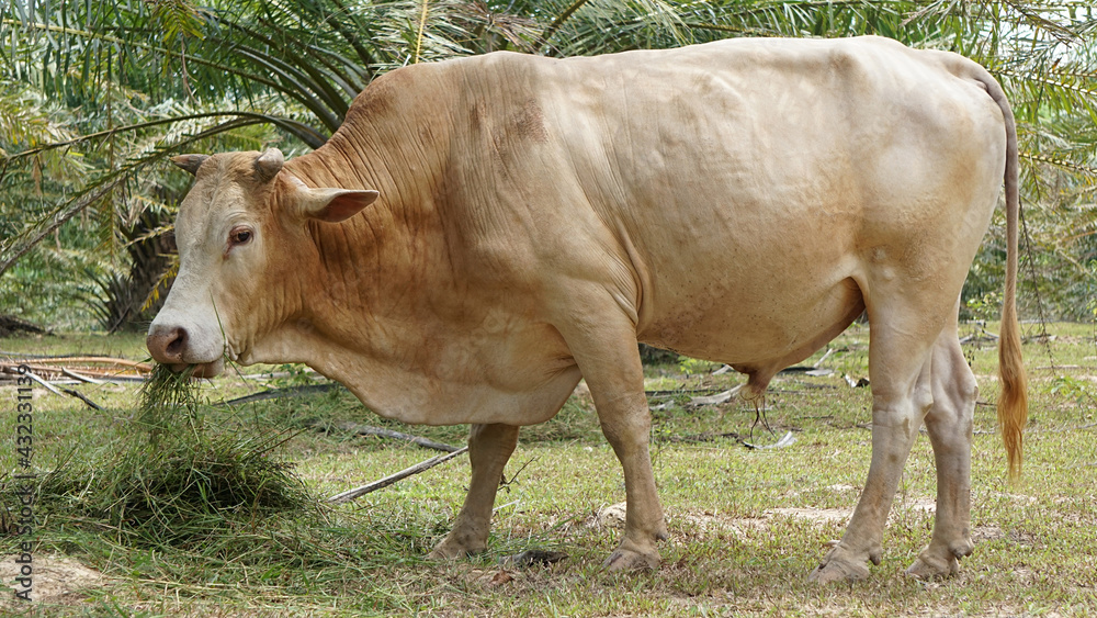 Thai bull is eating fresh grass, Brown ox in the country of southern Thailand Thai bull is eating fresh grass, Brown ox in the country of southern Thailand