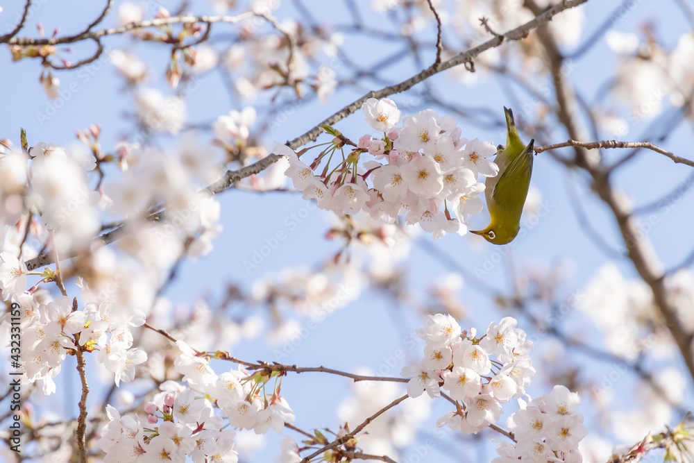 ピンク色の花びらが綺麗な満開の桜とメジロ ピンク色の花びらが綺麗な満開の桜とメジロ
