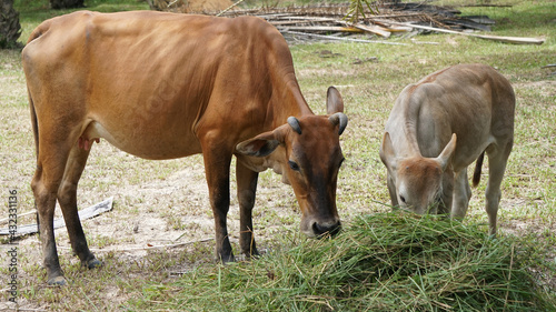 Thai caws eating fresh grass in farmland, Livestock in the countryside of Thailand © Jomic