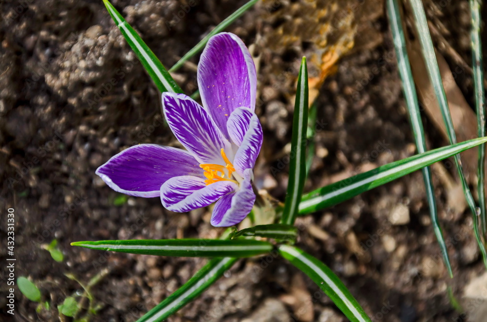 Beautiful spring purple crocus in the garden, Sofia, Bulgaria Beautiful spring purple crocus in the garden, Sofia, Bulgaria