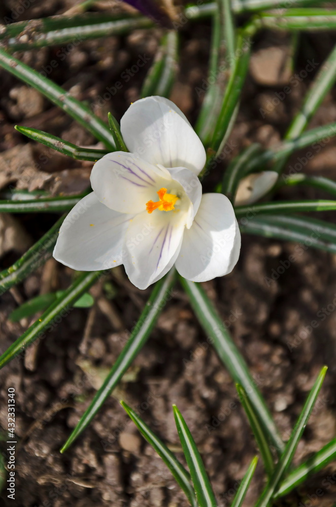 Beautiful spring white crocus  in the garden, Sofia, Bulgaria   
