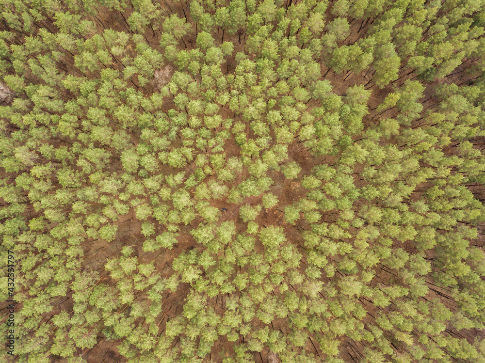 Pine trees in a coniferous forest in early spring. Aerial drone view. Pine trees in a coniferous forest in early spring. Aerial drone view.
