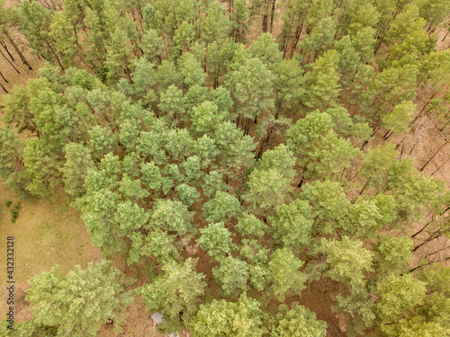 Pine trees in a coniferous forest in early spring. Aerial drone view.