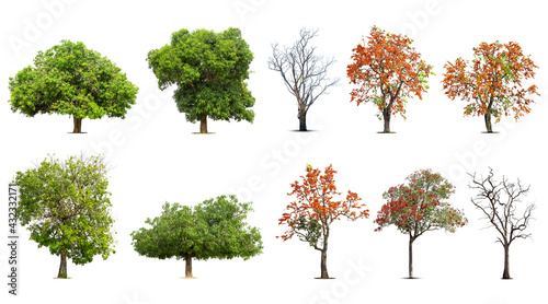Collection of   trees  Isolated  on white background,   Exotic tropical tree for design. © pornsawan