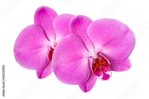 pink orchid flower on white background close up