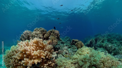 Beautiful underwater world with coral reef and tropical fishes. Philippines. Travel vacation concept