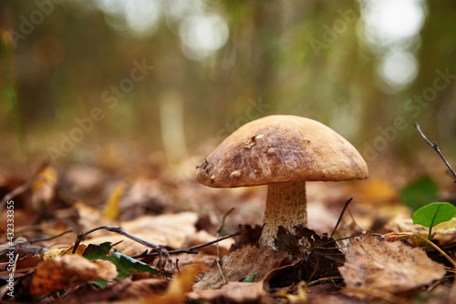 Beautiful mushroom in the forest