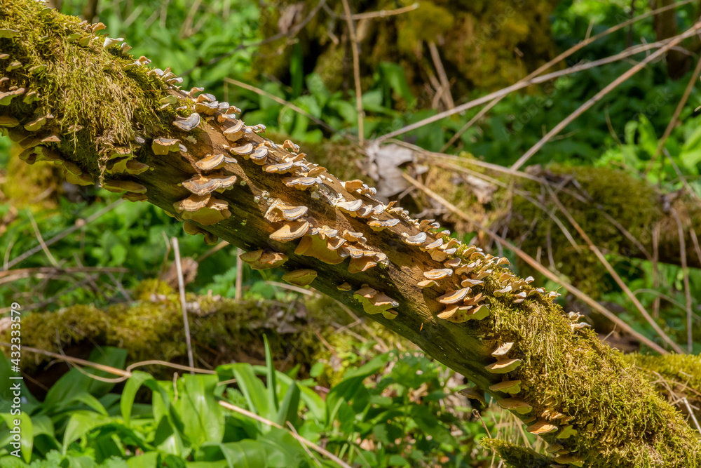 Obraz premium bracket fungi