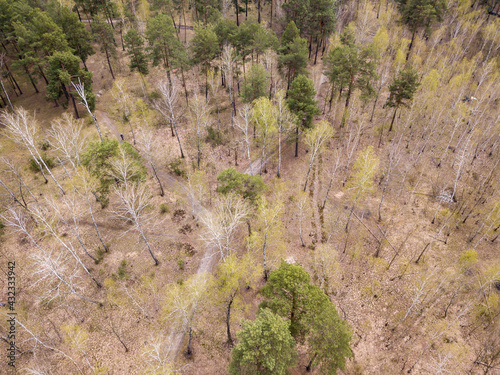 Pine trees in a coniferous forest in early spring. Aerial drone view.