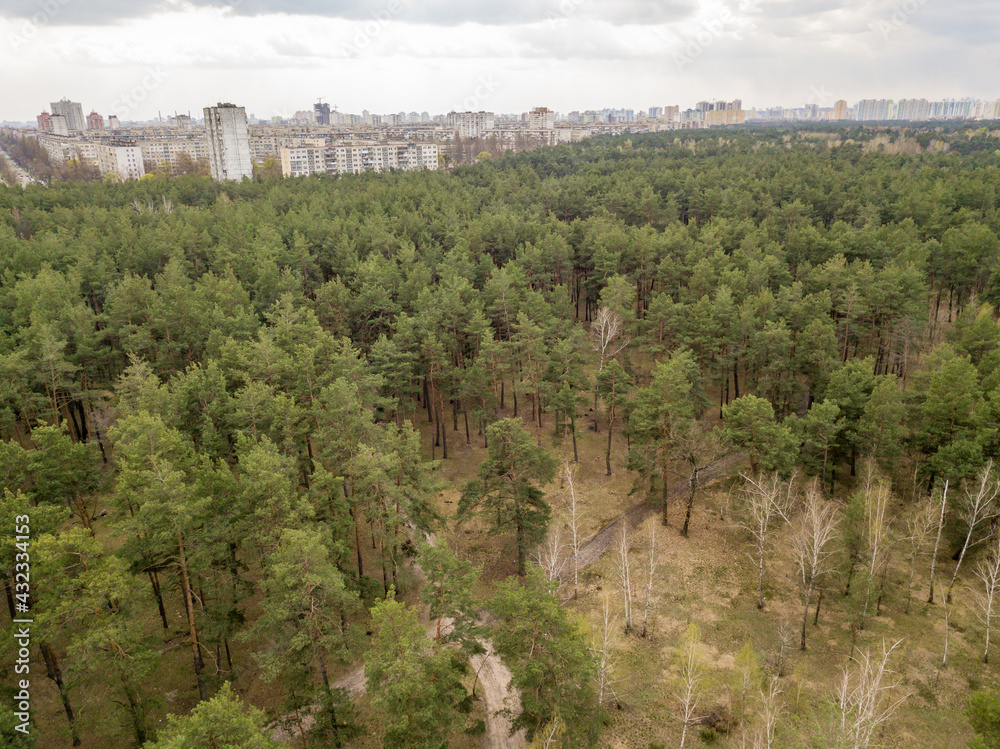 Obraz premium Pine trees in a coniferous forest in early spring. Aerial drone view.