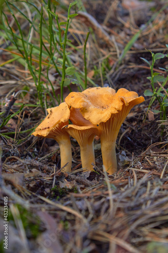 Three chanterelle mushrooms in the forest (Cantharellus cibarius). Cantharellus. Fresh organic mushrooms. 
