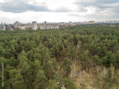 Pine trees in a coniferous forest in early spring. Aerial drone view.