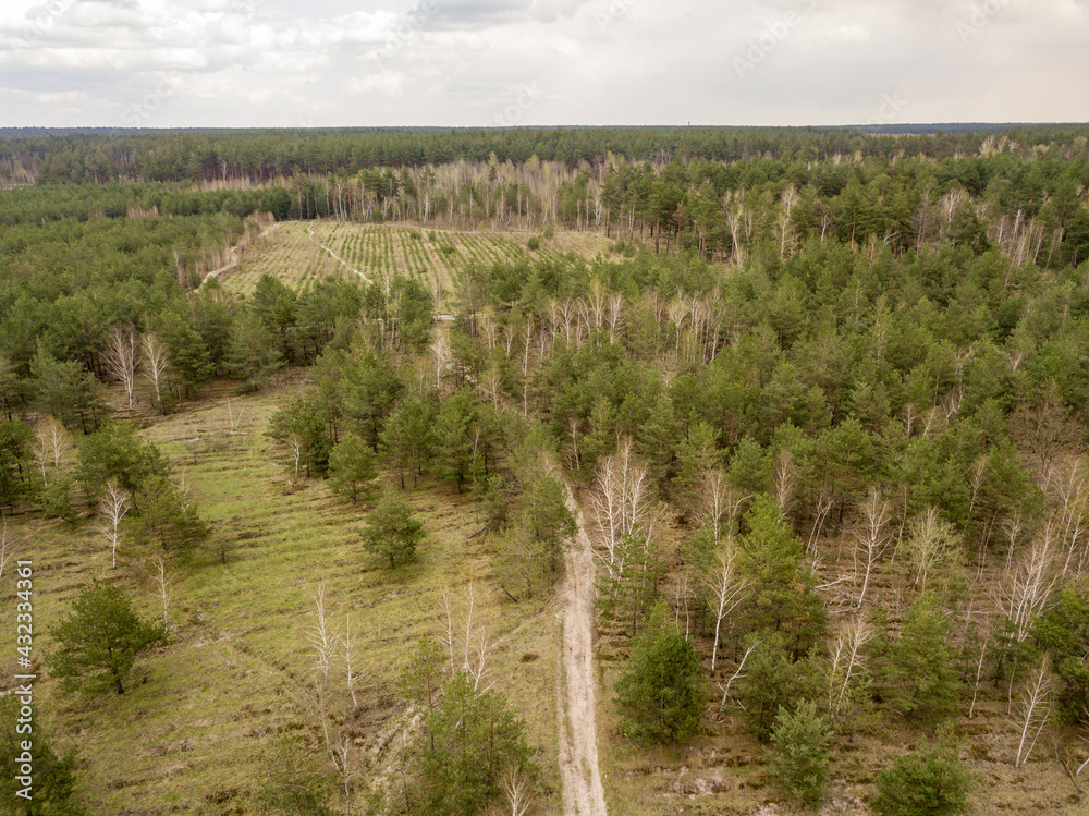 Dirt road among pine trees in a coniferous forest in early spring. Aerial drone view. Dirt road among pine trees in a coniferous forest in early spring. Aerial drone view.