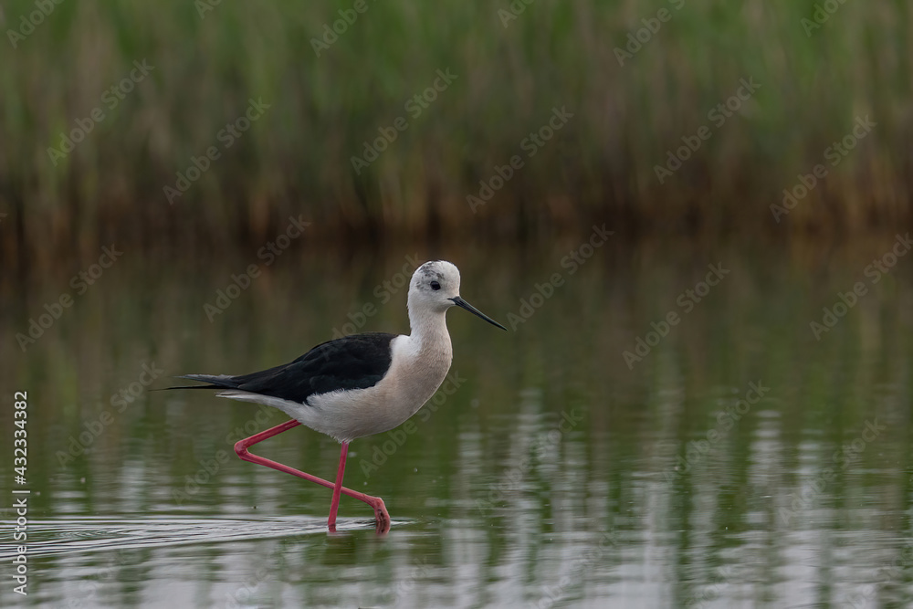The black-winged stilt (Himantopus himantopus) bird on salt lake The black-winged stilt (Himantopus himantopus) bird on salt lake