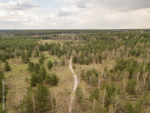 Dirt road among pine trees in a coniferous forest in early spring. Aerial drone view. © Sergey