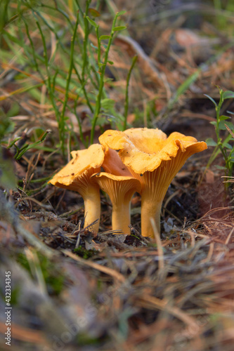 Three chanterelle mushrooms in the forest (Cantharellus cibarius). Cantharellus. Fresh organic mushrooms. 
