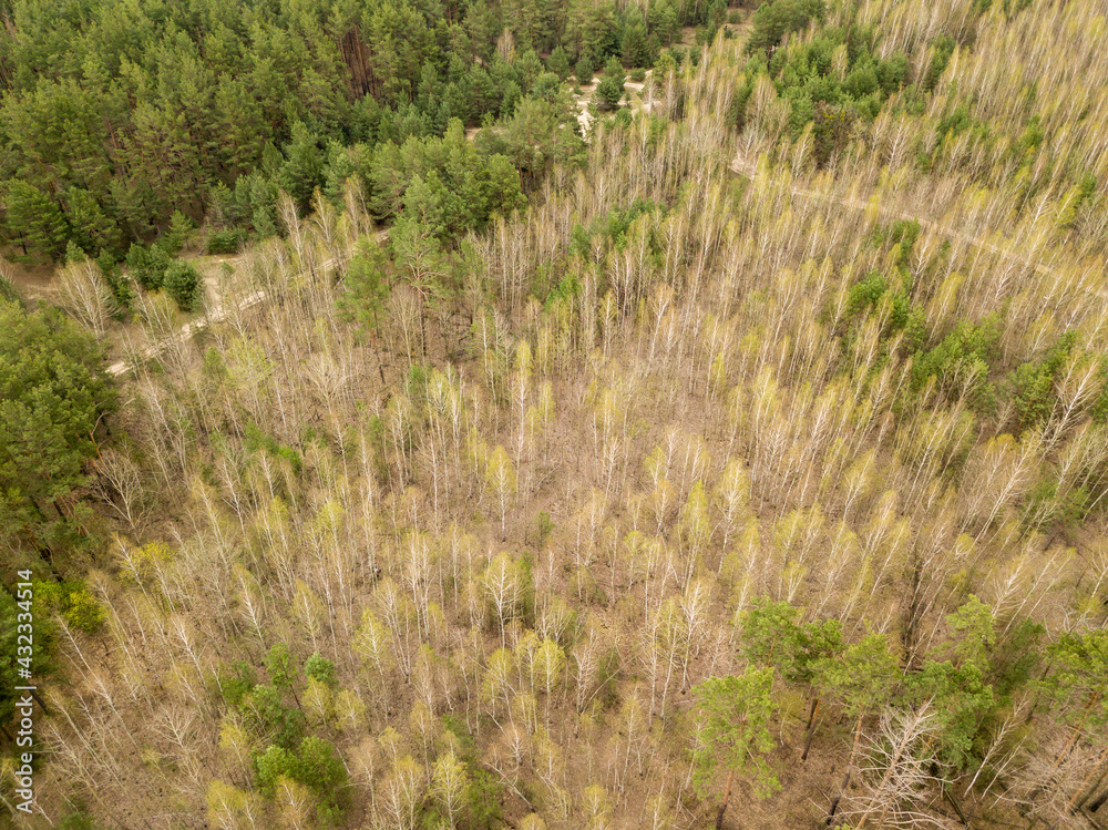 Pine trees in a coniferous forest in early spring. Aerial drone view. Pine trees in a coniferous forest in early spring. Aerial drone view.