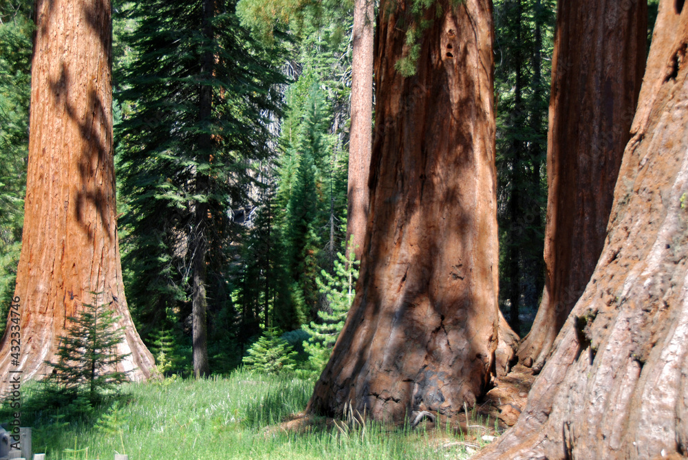 close up on giant sequoia in Marposa Grove in Yosemite National Park
