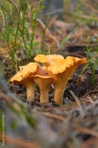 Three chanterelle mushrooms in the forest (Cantharellus cibarius). Cantharellus. Fresh organic mushrooms. 