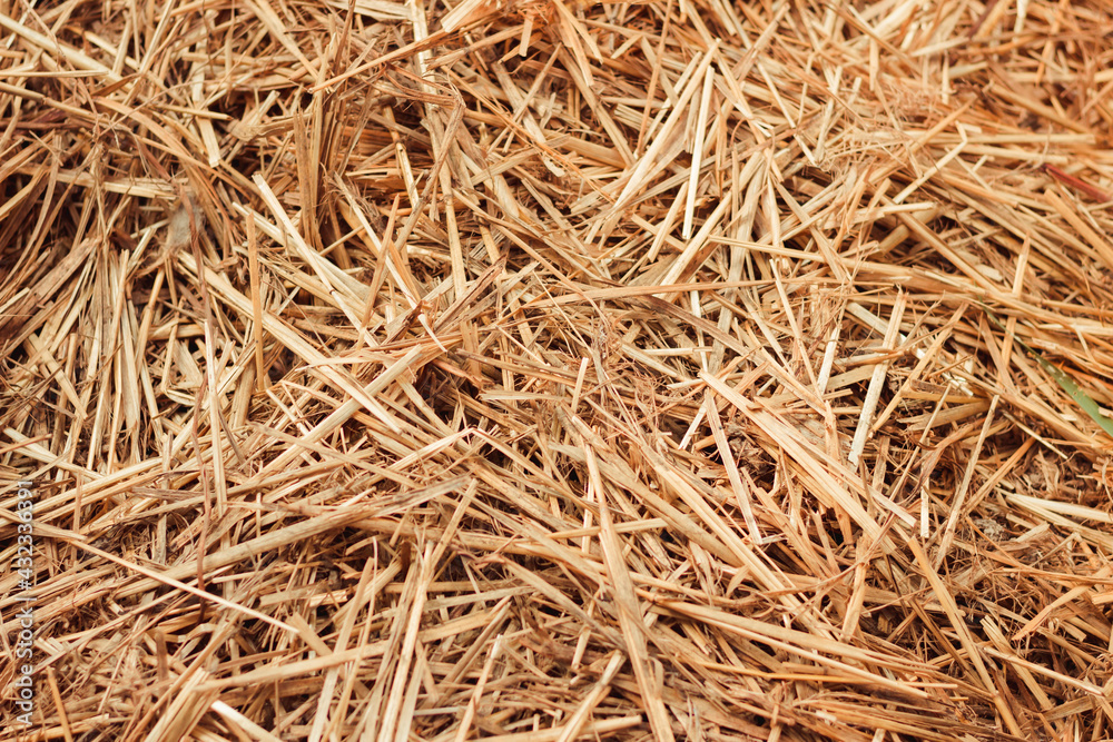 Hay background. Texture hay closeup in color. Fodder for livestock and construction material. Dry straw macro shot. Background or Texture
