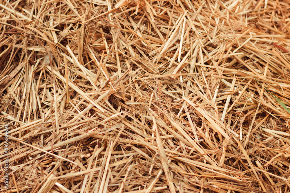 Hay background. Texture hay closeup in color. Fodder for livestock and construction material. Dry straw macro shot. Background or Texture
Hay background. Texture hay closeup in color. Fodder for livestock and construction material. Dry straw macro shot. Background or Texture