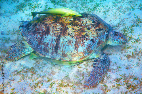Big sea turtle and suckerfishes