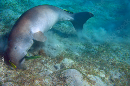 Dugong and suckerfishes