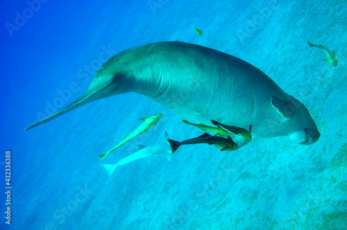 Dugong female
