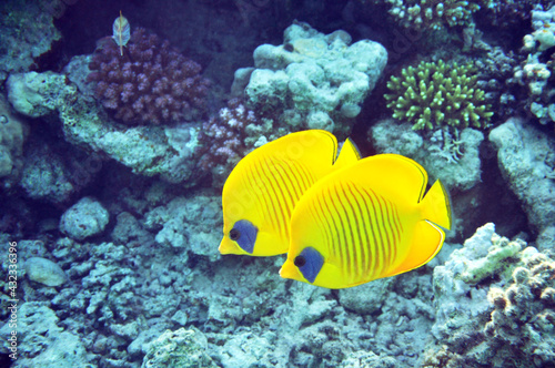 Golden butterflyfish