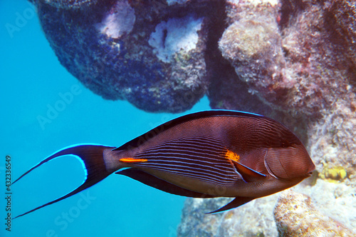 Sohal surgeonfish
