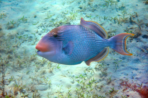 Yellowmargin triggerfish