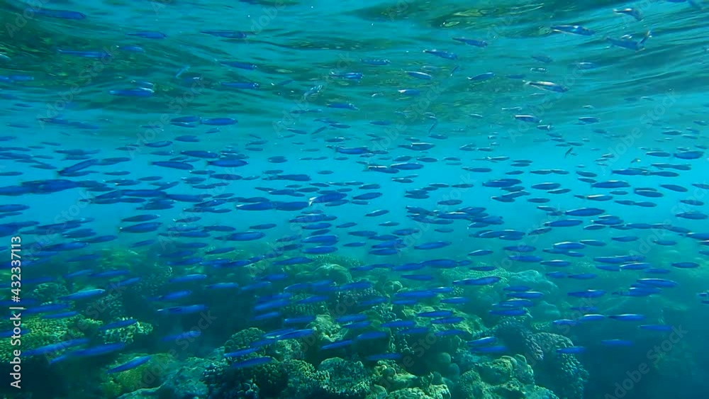 Large school of little fish swims under surface of blue water near coral reef. Underwater life in the ocean. Camera moving following the school of fish (4K-60pfs).